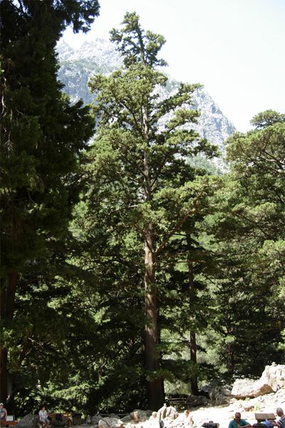 Da Creta: Cupressus sempervirens var. horizontalis